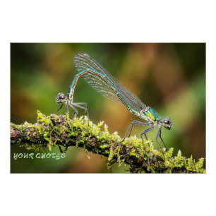 Póster Libélulas Macro - Amor Iridescente no Musgo