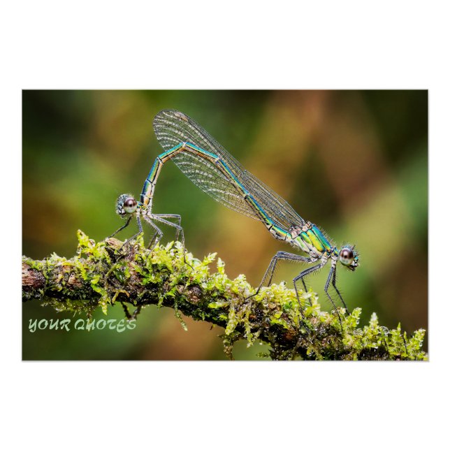 Póster Libélulas Macro - Amor Iridescente no Musgo (Frente)