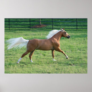 Poster Liberdade alegre