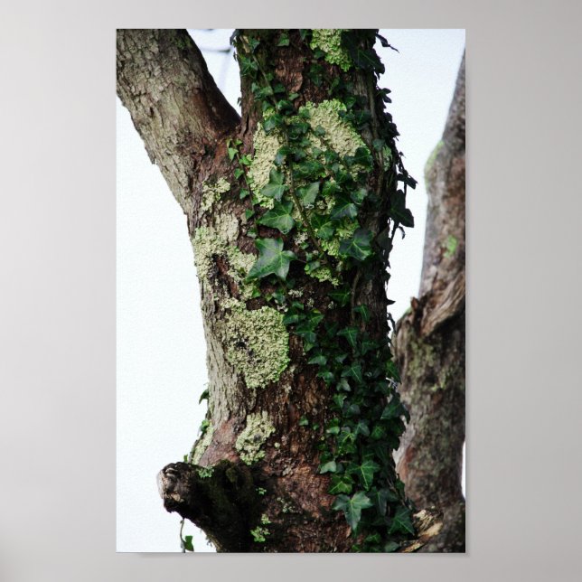 Poster Lichen & Ivy (Frente)