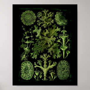 Póster Lichens (Lichenes) nos Verdes a Preto