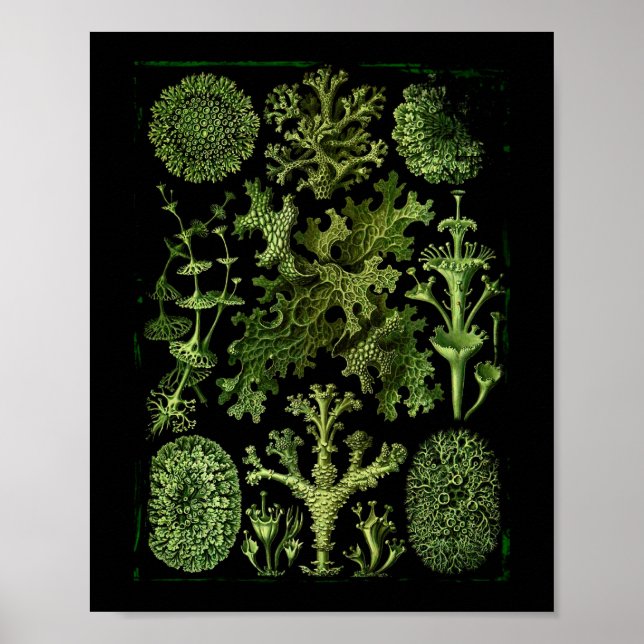 Póster Lichens (Lichenes) nos Verdes a Preto (Frente)