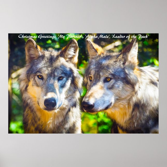 Poster Líder cartões de natal do Pacote (Frente)