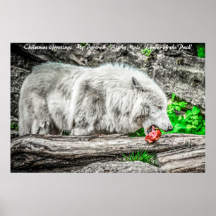 Poster Líder cartões de natal do Pacote