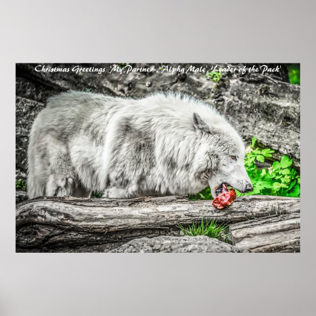 Poster Líder cartões de natal do Pacote (Frente)