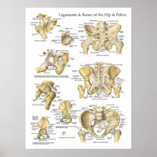 Póster Ligamentos ancas e ossos da anatomia da pelve