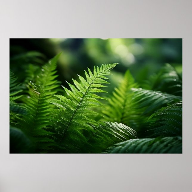 Poster Light and Ferns  (Frente)