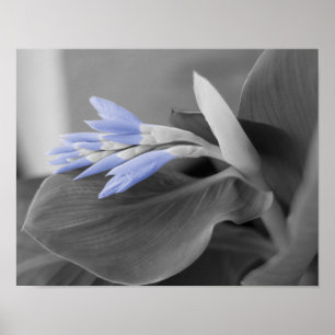Poster Light Blue Flower Buds Color Splash Photo