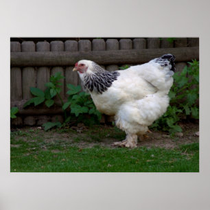 Poster Light Brahma Hen