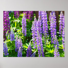 Poster Lila violett rosa rosa Lupinen Blumen polyphyllus