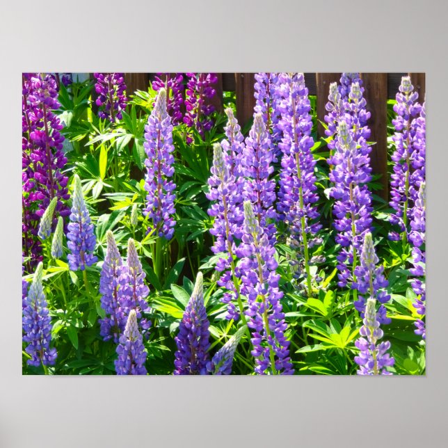 Poster Lila violett rosa rosa Lupinen Blumen polyphyllus (Frente)