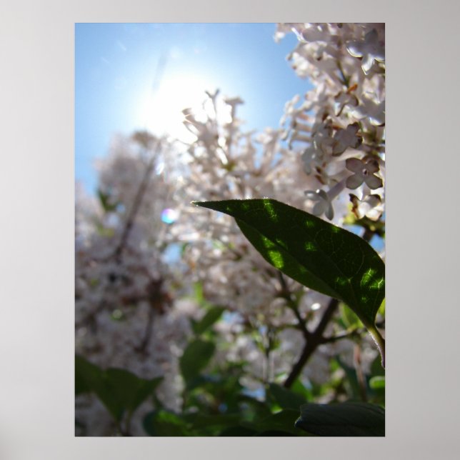 Póster Lilac (Frente)