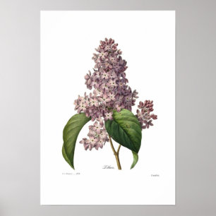 Póster Lilac