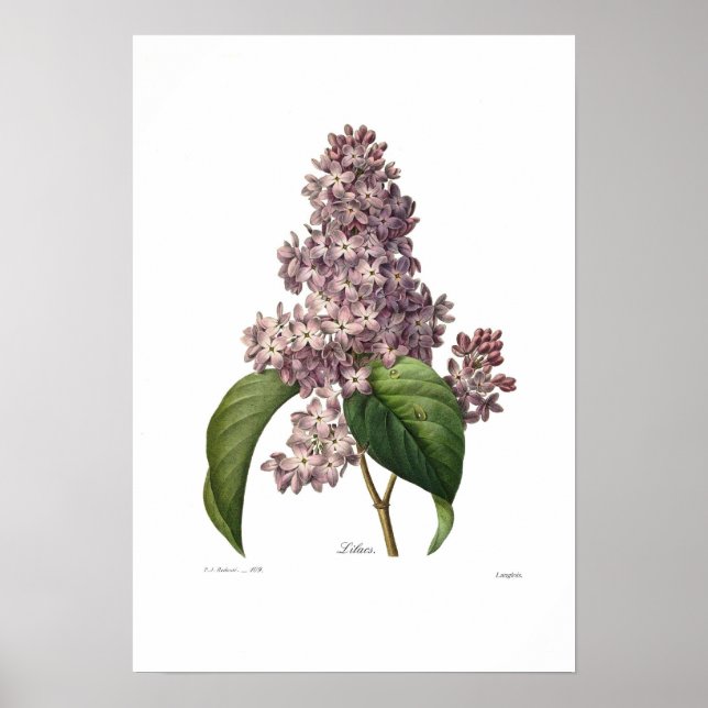 Póster Lilac (Frente)