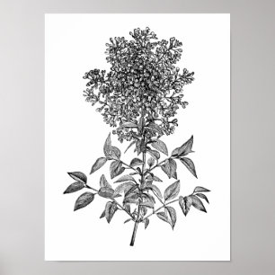 Póster Lilac