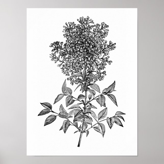 Póster Lilac (Frente)