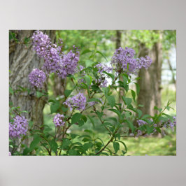 Póster Lilac Beauty