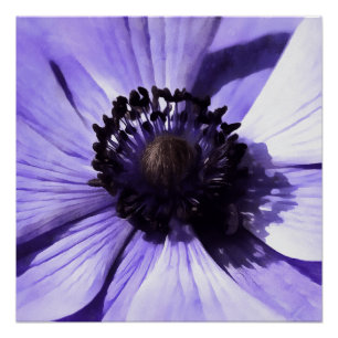 Póster Lilac Blue Anemone Artista Flor