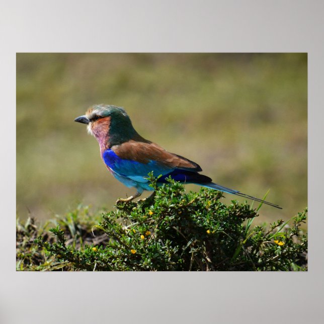 Poster Lilac Brested Roller Bird (Frente)