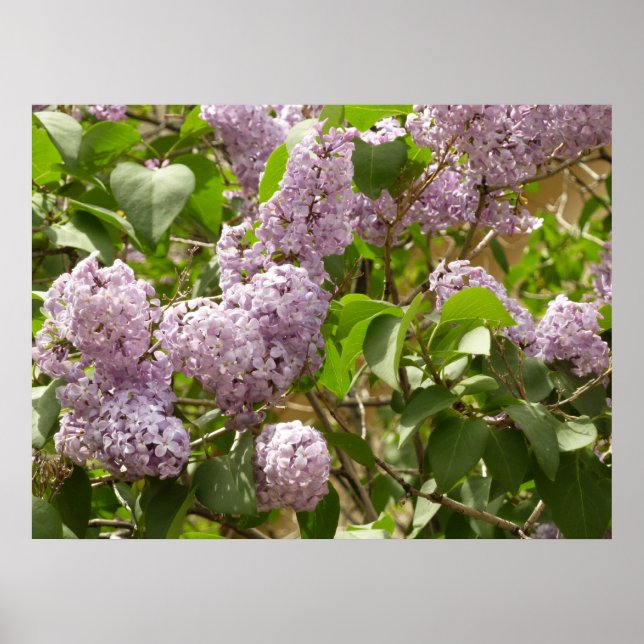 Poster Lilac Bush Lindas Flores de primavera Roxas (Frente)