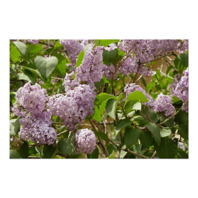 Póster Lilac Bush Lindas Flores de primavera Roxas (Frente)