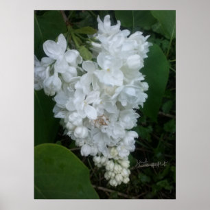 Poster Lilac em forma de coração