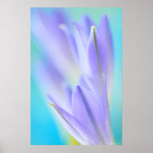 Póster Lilac Flares