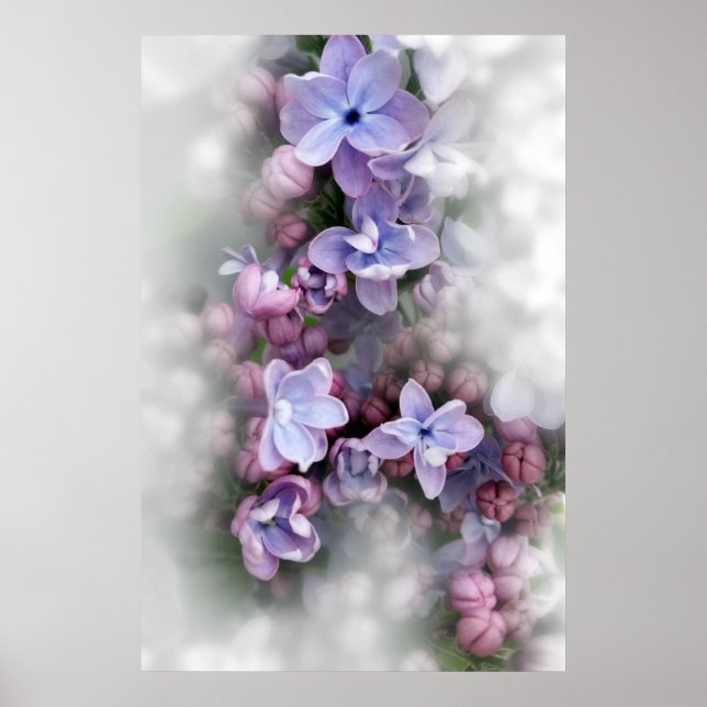 Poster Lilac florescendo (Frente)