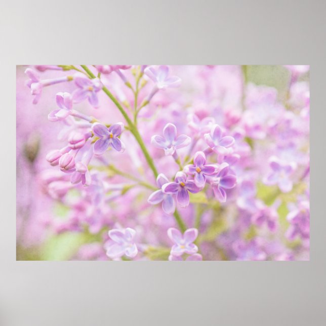 Poster Lilac Flowers Mist (Frente)