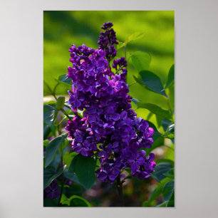 Póster Lilac francês roxo