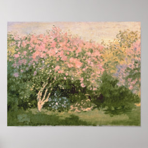 Poster Lilac no Sun, 1873 de Claude Monet  
