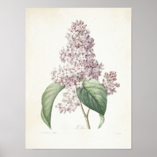 Póster Lilac ou Lilas