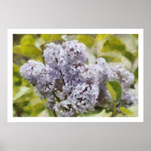 Póster Lilac roxo (Frente)