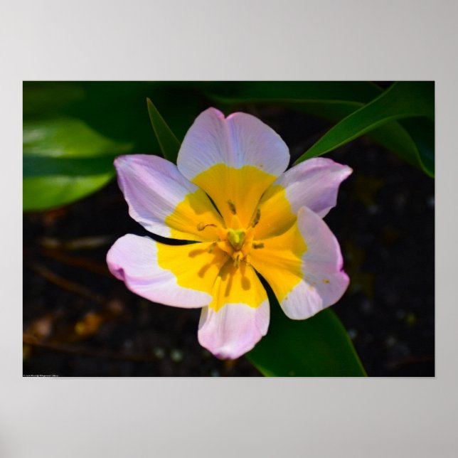 Poster Lilac Wonder Tulip, (Frente)