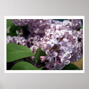Póster Lilacs