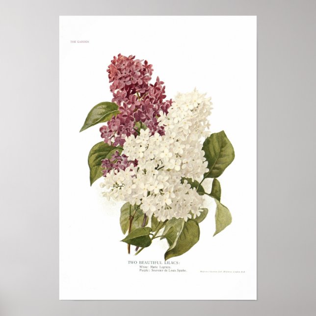 Poster Lilacs (Frente)