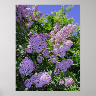 Póster Lilacs