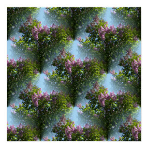 Póster Lilacs adoráveis...