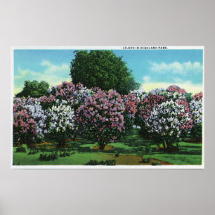 Póster Lilacs de Highland Park na flor