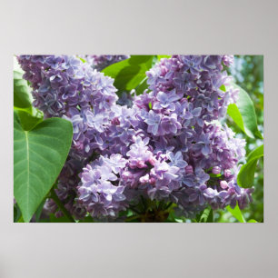Póster Lilacs franceses