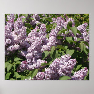 Poster Lilacs na flor em East Lansing