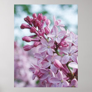 Póster Lilacs roxos bonito