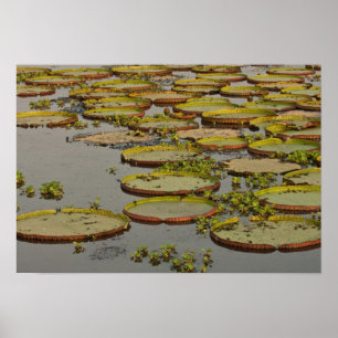 Póster Lilás Gigante ou Vitória Victoria amazonica,