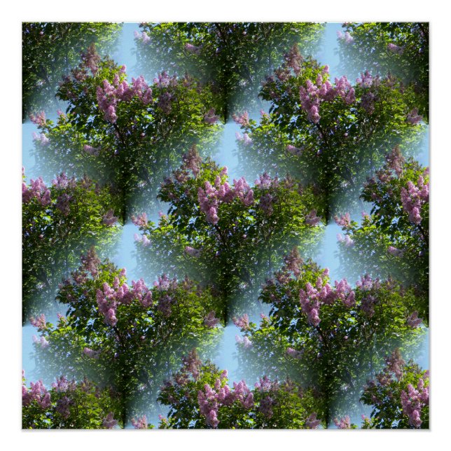 Póster Lilases adoráveis... (Frente)