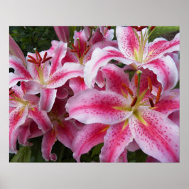 Poster Lilases Orientais Rosa Fotografia Floral