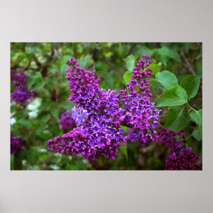 Poster Lilases Roxos num Dia de Primavera