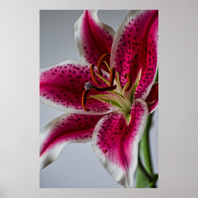 Póster Lilessência (Frente)