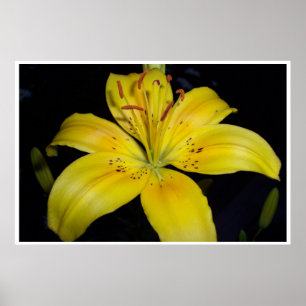 Póster Liliar Amarelo Grande