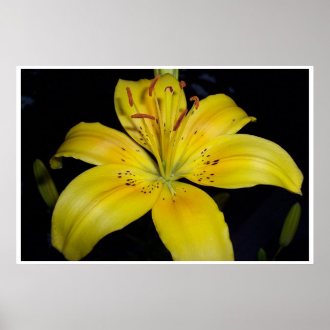 Póster Liliar Amarelo Grande (Frente)