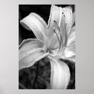 Póster lilies bw